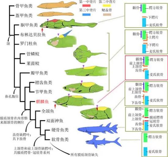 图4。 膜质颌骨从盾皮鱼类原颌模式到硬骨鱼类全颌模式的演变 （棕色：甲胄鱼；绿色：盾皮鱼）