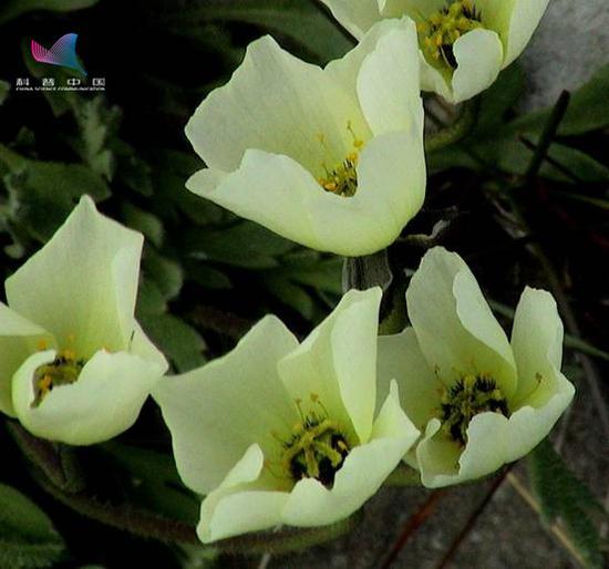 图6：朗伊尔宾的罂粟花（高登义拍摄）