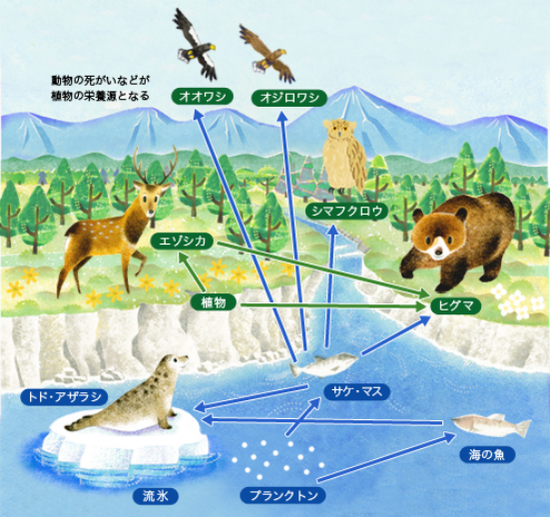陆生水生动物之间相互依赖的生物链系统来源:https://www.daikin.co.jp/csr/shiretoko/01_01.html