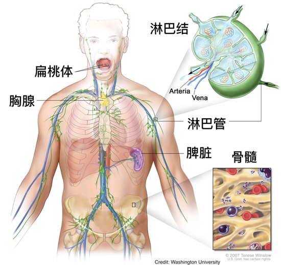 淋巴系统示意图