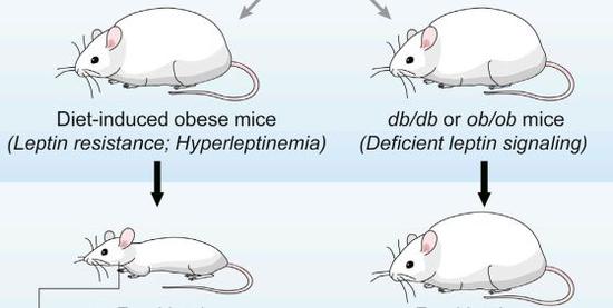 雷公藤红素在小鼠中表现出来强大的减肥效果