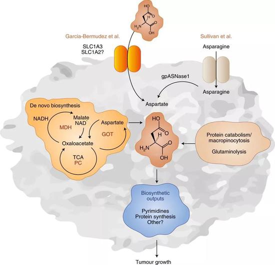 癌细胞获得天冬氨酸的两种方式