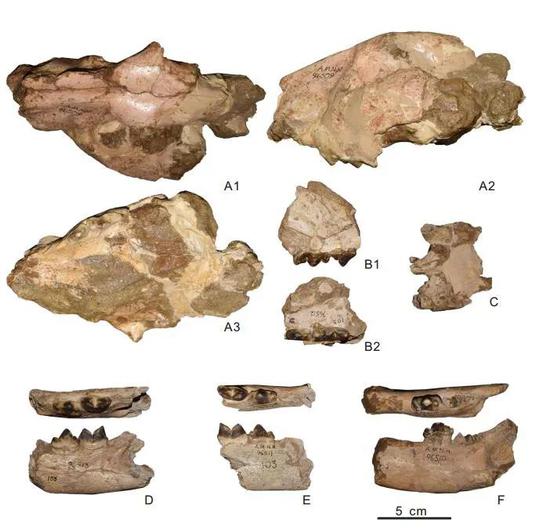 南亚地区新报道的美洲豹化石