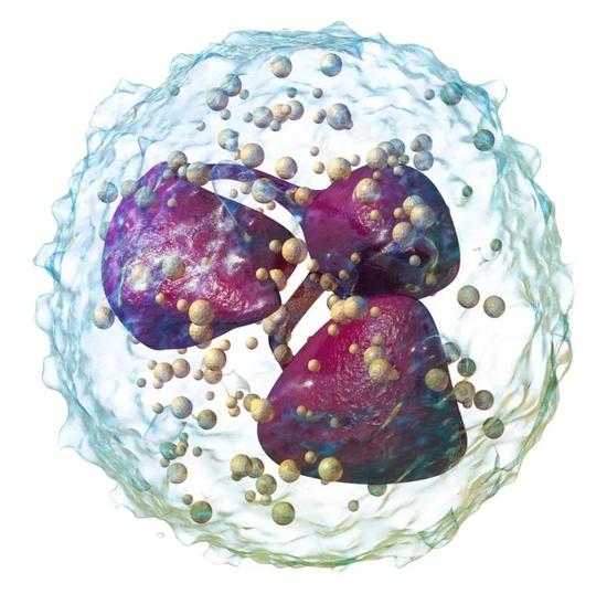 科学家发现中性粒细胞会护送循环肿瘤细胞转移癌细胞粒细胞癌症