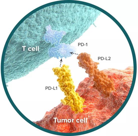 PD-1/PD-L1通路抑制T细胞活性的机制示意图