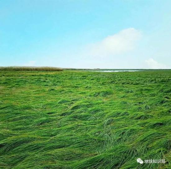 冬天的鄱阳湖湖滩草原。作者拍摄于鄱阳湖国家湿地公园m如今这片区域早已沉没于湖中了（图片@冷夜寒星）