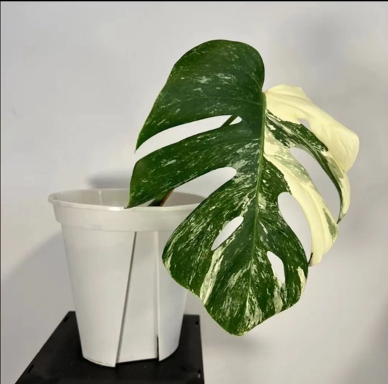 An Zhen and Zhang Puppy's white-colored monstera, the source of the image is the social platform of the respondents
