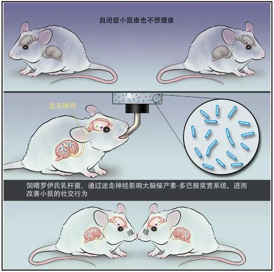 饲喂罗伊氏乳杆菌改善了自闭小鼠的社交行为。图片来源：参考文献[1]