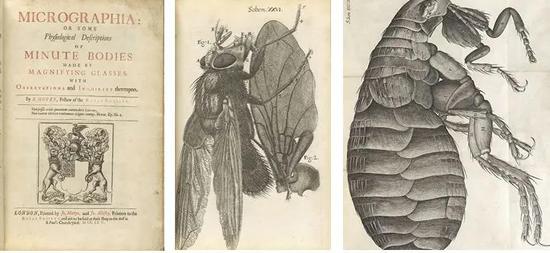 胡克的《Micrographia》封面及书中部分附图（图片来自网络）