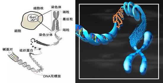 染色体、DNA及位于其上的碱基对（图片来源：Freepik.com）