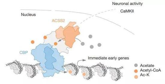 ▲细胞核内，ACSS2促进组蛋白乙酰化，调控基因表达（图片来源：参考资料[3]）