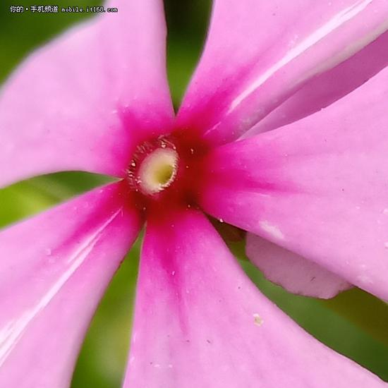 ▲OPPO R15室外日光实拍样张100%截图