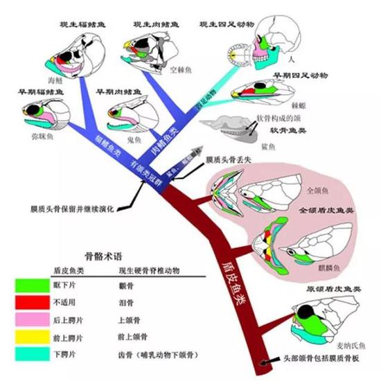 图5. 脊椎动物膜质颌骨的演化之路（Brian Choo绘)