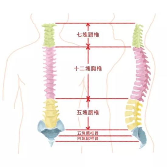 脊椎结构