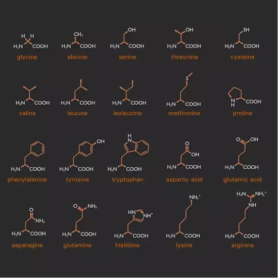 图：就是这20种氨基酸，组成了地球上所有生物的蛋白质