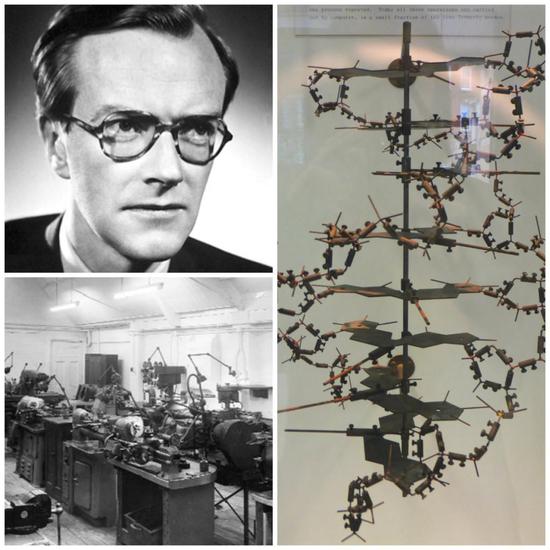 ▲1953年威尔金斯在加工车间搭建了DNA模型 来源：mrc.ukri.org