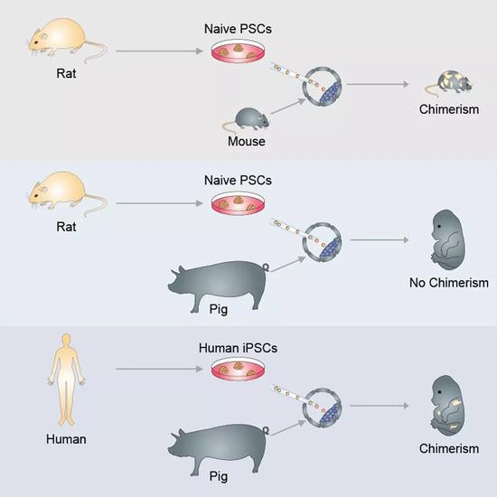 2017年，这支团队已经造出了人-猪混合胚胎（图片来源：参考资料[6]）