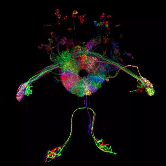 图1|经过荧光蛋白标记的果蝇大脑中央复合体的神经元。果蝇的中央复合体包括一个环状结构，名为“椭球体”，其中就有方向神经元。这些神经元对应果蝇可能面朝的所有方向，提供类似指南针的信号，以便果蝇进行导航。两项研究2，3揭示了苍蝇如何在熟悉的环境中进行自我定向，以及如何迅速适应新环境——这要归功于视觉环路神经元传递给方向神经元的信号，这些信号主要来自眼睛（图中未显示）。| 来源：Tanya Wolff