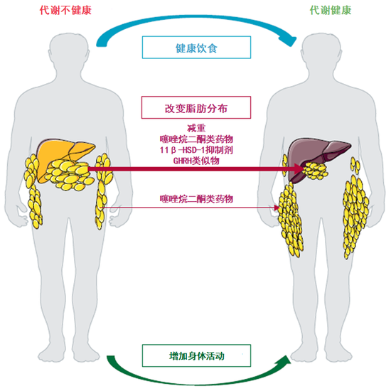 改善代谢健康的不同方法，及其对不同区域脂肪组织和肝脏的影响 翻译：药明康德内容团队）