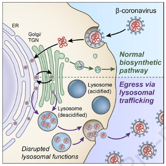 新生成的β-冠状病毒可以利用溶酶体途径脱离细胞