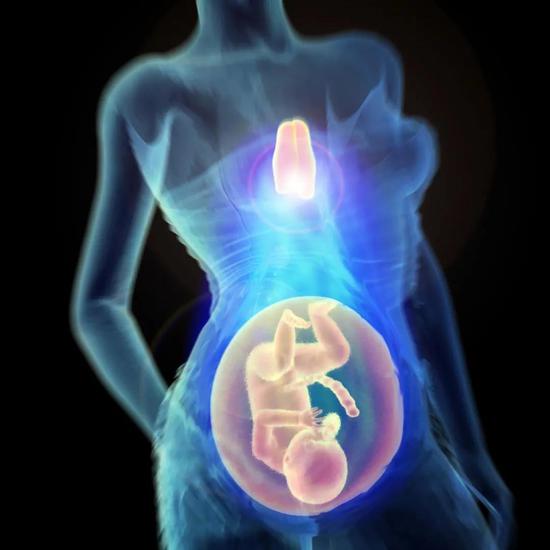 胸腺是健康妊娠的关键（图片来源：参考资料[2]；Credit：维也纳医学研究中心/Kulcsar）