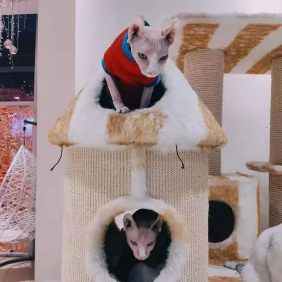 藏猫猫店内景象