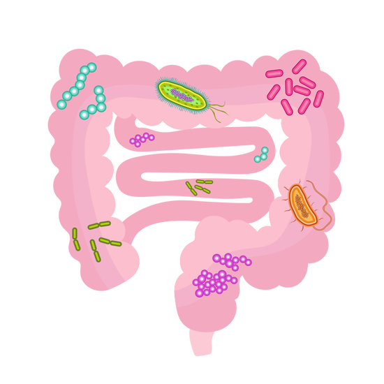 在我们肠道内的每一个角落都有各种微生物在旺盛生长着 图/Wikipedia
