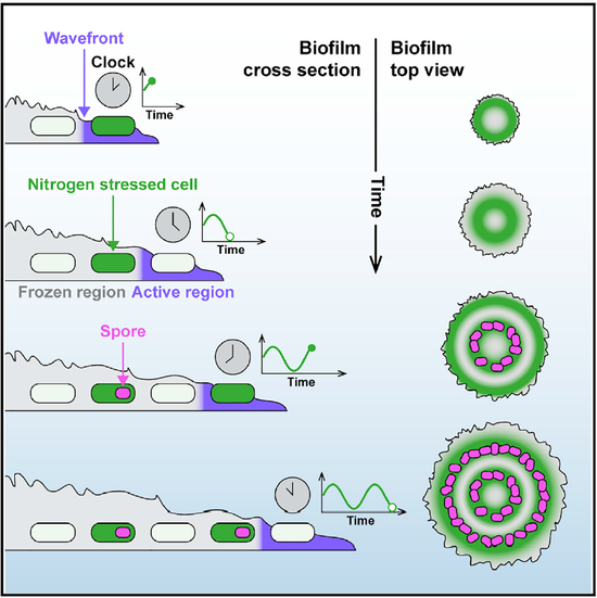 《细胞》：颠覆传统认知！细菌生长模式远比想象中复杂