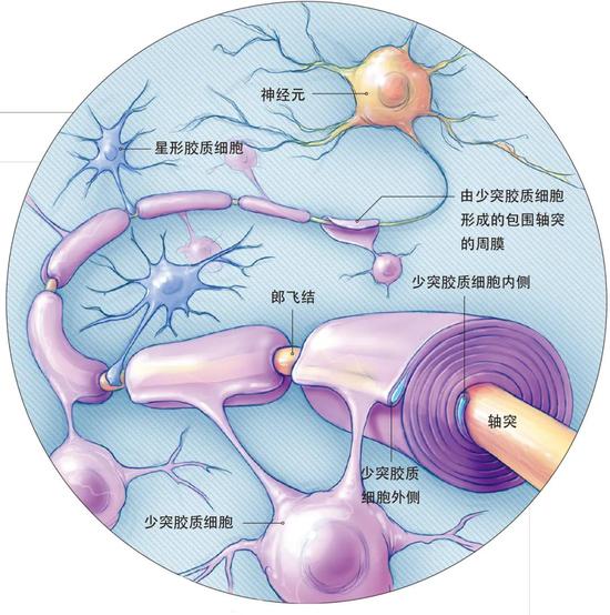 我们在学习时,大脑神经元之间的连接点——突触会发生改变。但是,新的研究表明,髓磷脂或部分白质(由髓磷脂包裹的轴突束)也发生了变化。髓磷脂能形成髓鞘,包裹在从神经元细胞延伸出来的轴突上。