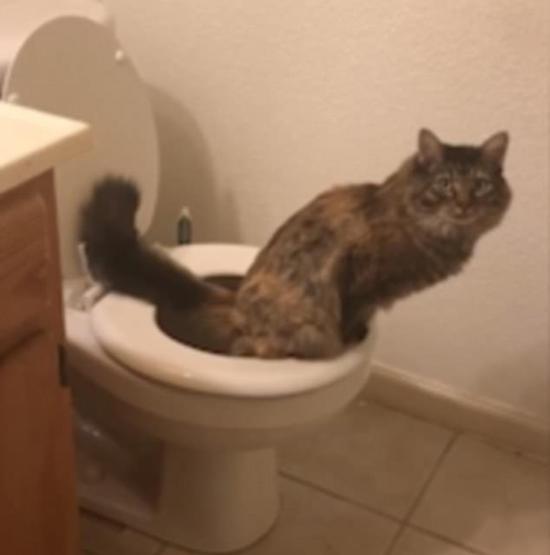 神奇！猫咪竟然能像人类一样上厕所，这可惊呆主人