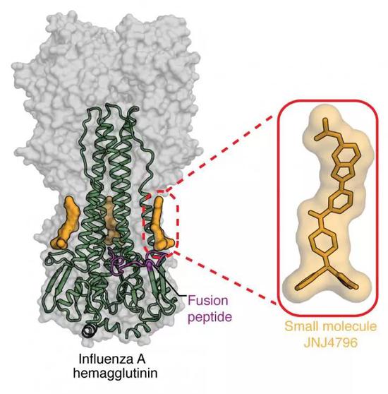 ▲JNJ-4796的结合方式符合预期(图片来源:Scripps研究所Wilson lab)