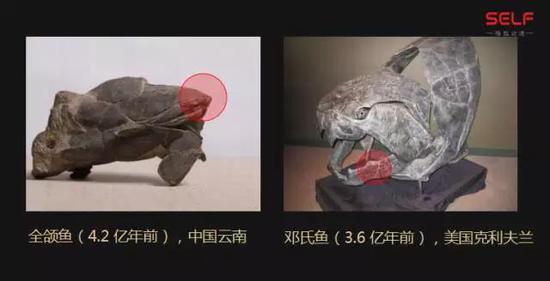 先有鸡还是先有蛋?我敢肯定地告诉你先有蛋