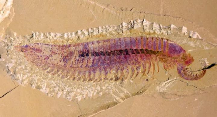 麒麟虾化石 图片来源：中国科学院南京地质古生物研究所
