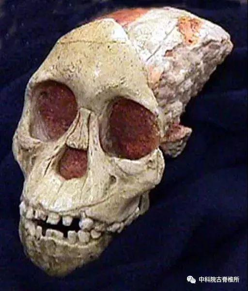 图5 著名的南方古猿化石——“汤恩幼儿”