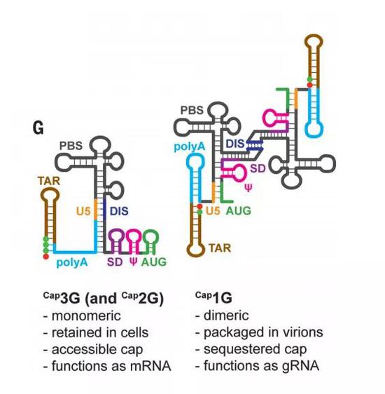 ▲这项工作对于理解RNA的功能，可能也有特殊的价值（图片来源：参考资料[1]）