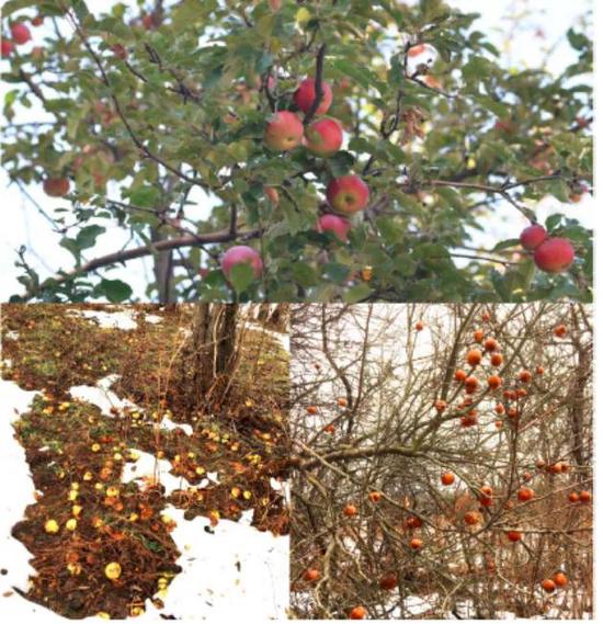 在野外果实成熟后腐烂在周围的苹果