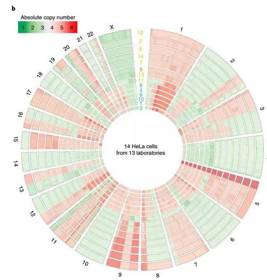 不同来源的海拉细胞系基因拷贝数差别明显