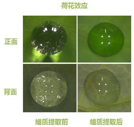 荷花效应图