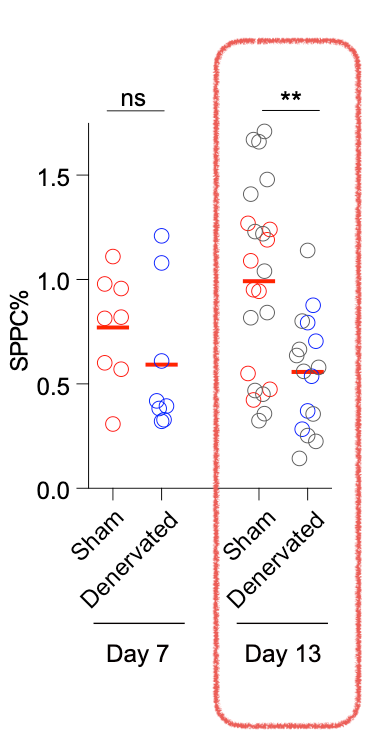 每一个点代表一个小鼠的实验结果。Sham：对照组，Denervated：脾神经去除组。可以看到，在脾神经去除后第13天时，能够产生抗体的脾脏浆细胞（SPPC）数量显著性下降。