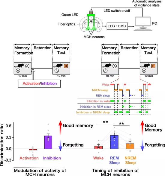 ▲本研究的图示（图片来源：Akihiro Yamanaka， RIEM， Nagoya University）