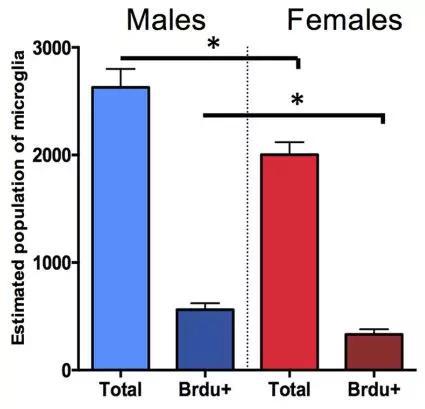 雄性小鼠的小胶质细胞（蓝色）总量（total）和增殖（Brdu+）都高于雌性（红色）
