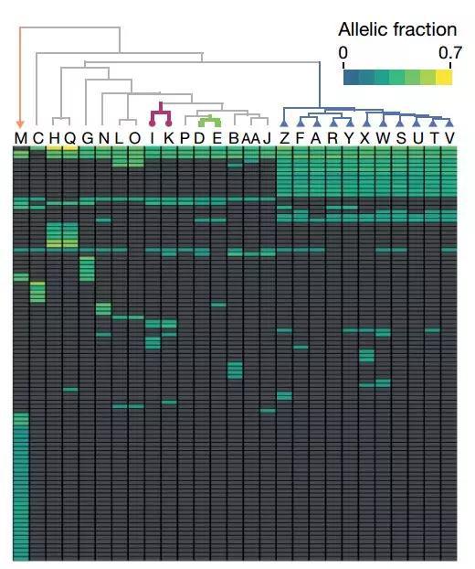 各个细胞株中的单点突变
