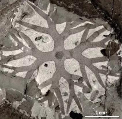 一个漂亮的分枝藻类化石，可以看到鲜明的四分叶状体。