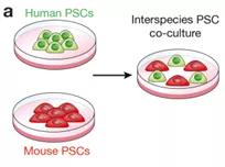 　　不同物种细胞共培养（图片来源：Nature）