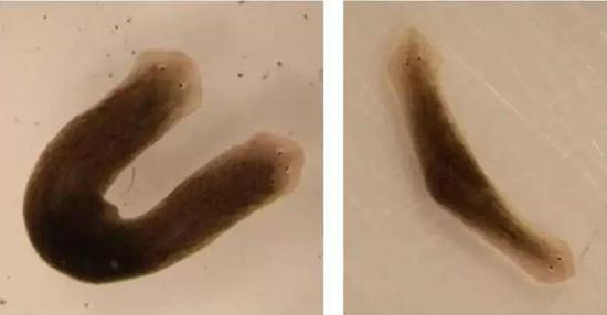 科学家在实验室创造出的双头涡虫