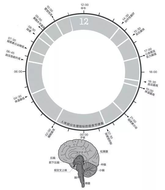 视网膜生物钟：
