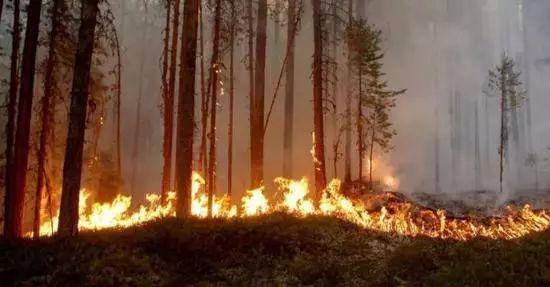 ▲瑞典7月的温度达到了86华氏度（30摄氏度），发生了50余起森林火灾，其中10余起发生在北极圈内。（图片来源：新京报）