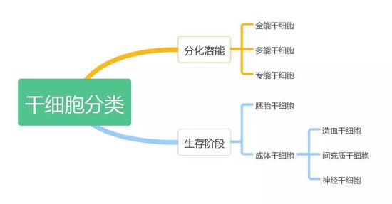 其中,全能干细胞具有形成完整个体的分化潜能,如受精卵。