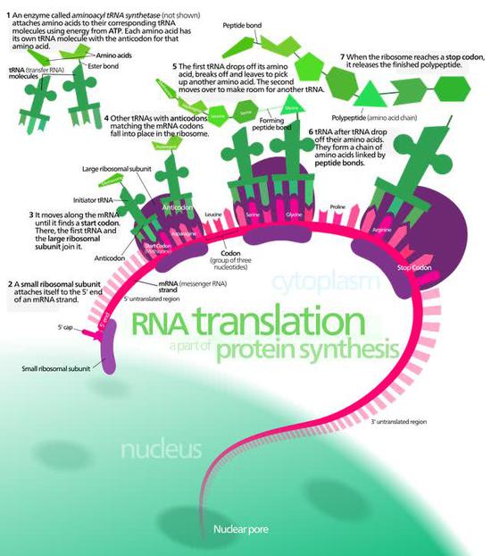 蛋白质合成流程中的“翻译”过程，来源：Kelvinsong@WikiPedia， CC3.0