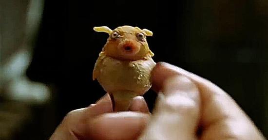 图 | 《银河系漫游指南》中的巴别鱼已经实现？